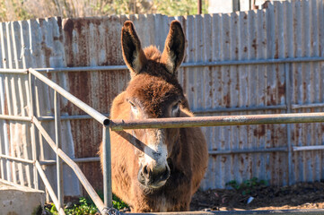 Fototapeta premium donkey in a pen in the village in winter 3