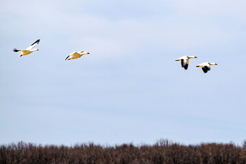 Baie du Febvre, Canada - April 5th 2021: Migration Birds watching at Baie-du-Febvre in Quebec - obrazy, fototapety, plakaty