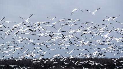 Baie du Febvre, Canada - April 5th 2021: Migration Birds watching at Baie-du-Febvre in Quebec