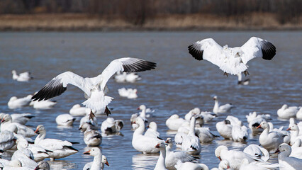 Baie du Febvre, Canada - April 5th 2021: Migration Birds watching at Baie-du-Febvre in Quebec