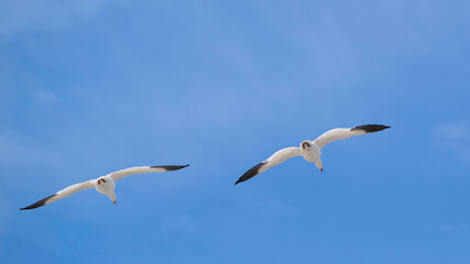 Baie du Febvre, Canada - April 5th 2021: Migration Birds watching at Baie-du-Febvre in Quebec