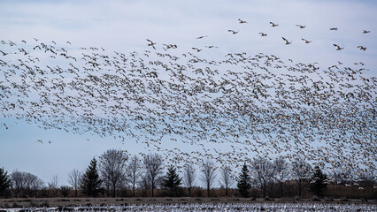 Baie du Febvre, Canada - April 5th 2021: Migration Birds watching at Baie-du-Febvre in Quebec