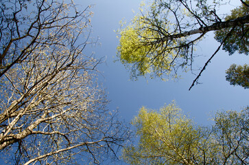trees in the sky