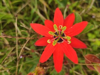 red flower in the garden