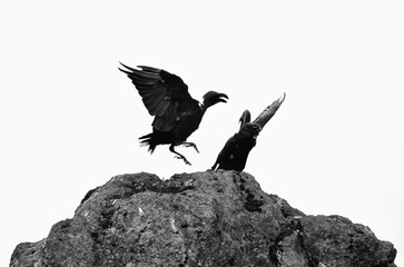 silhouette of a vulture