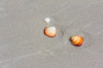 Seashells on the beach  in Tunisia