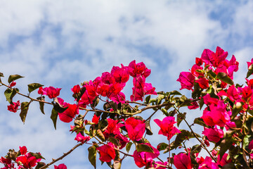 Bougainvillea branches with pink flowers against the blue sky, Tunisia