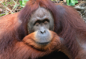 Portrait of a male orangutan in close-up