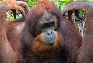 Portrait of a male orangutan in close-up