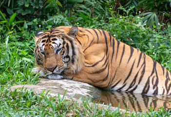 The tiger, escaping from the tropical heat, lay down to rest on the edge of the pool