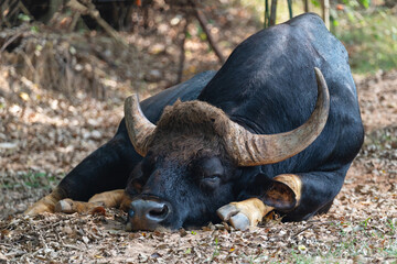 A tired buffalo with a sawn-off horn lies in the shade of the trees - obrazy, fototapety, plakaty
