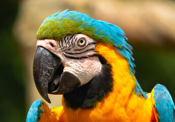 A close-up portrait of a Macaw parrot with colorful bright feathers