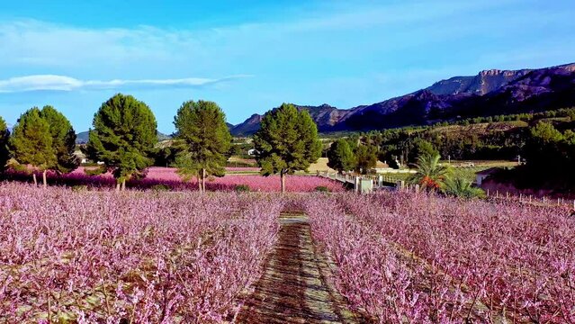 Peach blossom in Cieza La Torre. Videography of a blossoming of peach trees in Cieza in the Murcia region. Peach, plum and nectarine trees. Spain