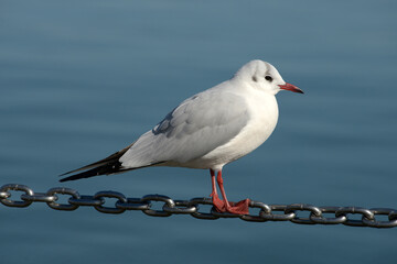 ゆりかもめ　カモメ
