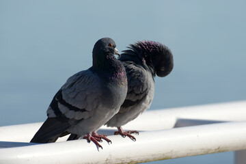 鳩の夫婦