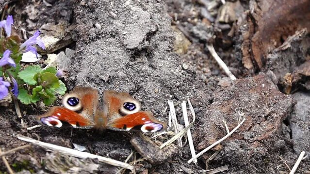 Aglais io, European peacock, more commonly known simply as peacock butterfly, is colourful butterfly, found in Europe and temperate Asia as far east as Japan.