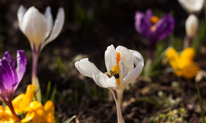 A bee pollinates a white crocus, with purple and yellow crocuses in the background. Spring flowers