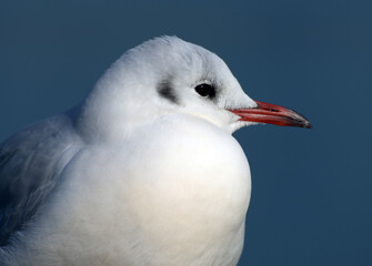 ゆりかもめ　カモメ