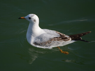 ゆりかもめ　カモメ