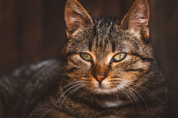 Fototapeta premium Katze / Kater