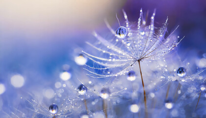 Beautiful dew drops on a dandelion seed macro. Beautiful soft light blue and violet backgroud