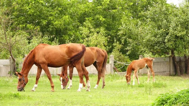 Two brown horses and small foal graze on green placed near concrete fence.