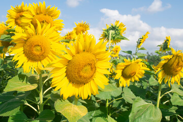Sunflowers blooming in field on sky background, Sunflower closeup
