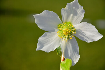 Ciemiernik biały na rozmytym tle, blurr, Helleborus niger, Christmas rose, Christrose,  black hellebore, white hellebore flower  - obrazy, fototapety, plakaty