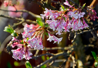 kwitnąca kalina wonna, Viburnum farreri, Viburnum fragrans, close up of Viburnum farreri blossom in the early spring garden
 - obrazy, fototapety, plakaty