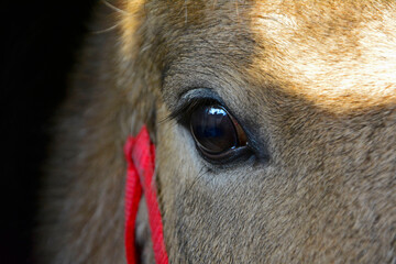 oko konia, horse's eye, brown horse eye close-up
