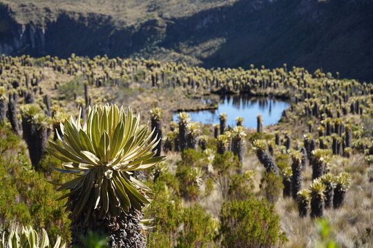 Frailejones en Parque Nacional Natural Los Nevados
