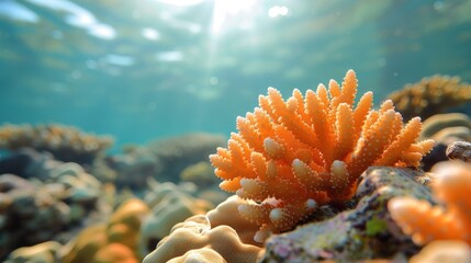  a close up of a sea anemone on a coral reef with sunlight streaming through the water and a bright sun shining through the water behind the corals.
