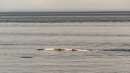Fototapeta premium Saguenay River, Canada - August 20 2019: The whale in the Saguenay River with the Zodiac Boat