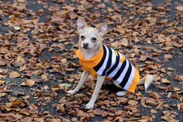 Puppy in Halloween Jumper 2