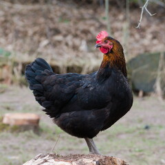 Gallus gallus domesticus perched on the log in eggs producer microfarm. Living free, not locked in boxes. Czech republic countryside.