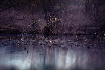 frühblüher vögel und licht