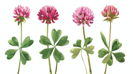 Clover flower on stem floral set cartoon isolated il - obrazy, fototapety, plakaty