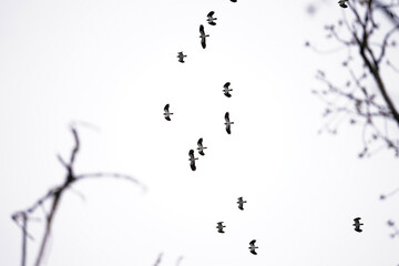 frühblüher vögel und licht