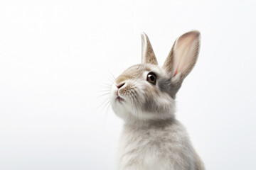 Portrait of an adorable little rabbit on a white background