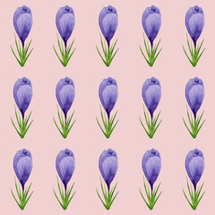 Watercolor spring crocuses seamless pattern, spring flower digital paper on pink background. Hand painted floral illustration. For textile design, packaging, wrapping paper, wallpaper, scrapbooking.