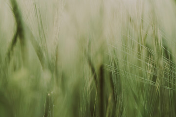 Cultivation of wheat and grain crops. Selective soft focus - 750193143