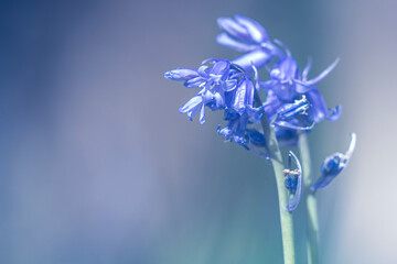 Spanish bluebell flowers blooming and blossoming in a field or botanical garden outside.