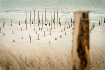 Wooden poles (Palendorp) at the beach of Petten, NL, seen from the dunes - 750193167