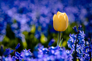 Blue purple hyacinths with stray yellow tulip in bulb field - 750193310