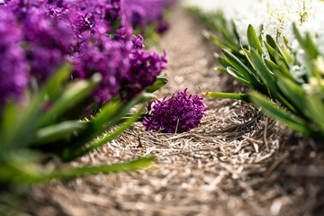 Blower field with Purple Hyacinths on the ground in spring time - 750193360