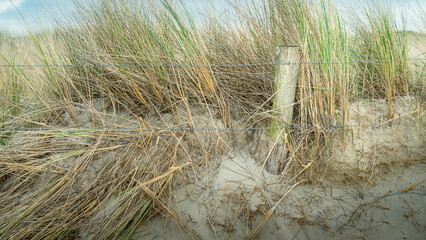 View on marram grass and the sand dunes at the North Sea in Petten, North Netherlands - 750193362