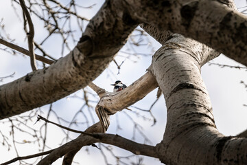 Spotted woodpecker in tree high in the air on a branch - 750193552