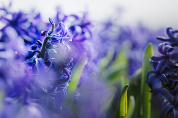 Spring flowers in flower bed, close up of purple hyacinths in agriculture crop bulb field