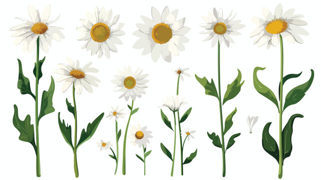 Daisy flower floral set cartoon isolated illustratio