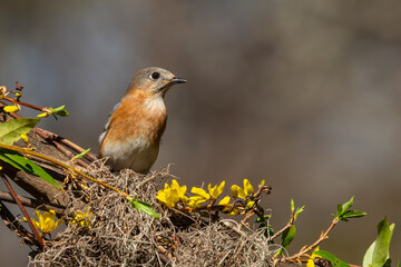 Bluebird and Yellow Flowers